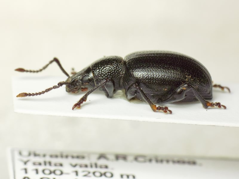 Otiorhynchus brauneri Smirnoff, 1909